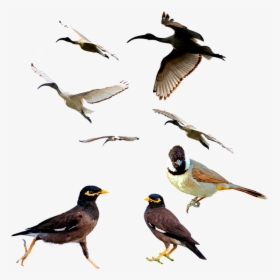 Aves, Mina De Aves, Animales, Ibis Blanco - White Bulbul Bird, HD Png Download, Free Download