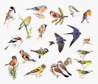 Goldfinch, HD Png Download, Free Download