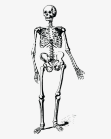 Skeleton Clipart Hand - Skeleton Png Black And White, Transparent Png, Free Download