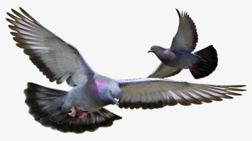 Control De Aves Y Palomas - Transparent Background Flying Pigeon Png, Png Download, Free Download