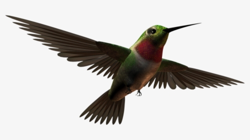 Free Download Aves Clipart Hummingbird - Clip Art, HD Png Download, Free Download