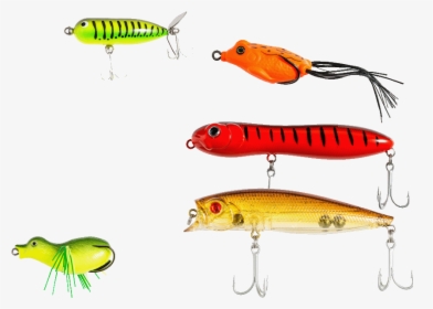 Invertebrate, HD Png Download, Free Download