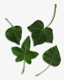 Hedera Leaves - Hedera Leaf, HD Png Download, Free Download