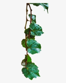 [ Enumcut ] Ivy Leaf Photo - Christmas Tree, HD Png Download, Free Download