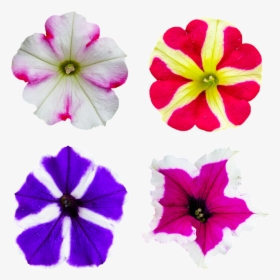 Nature, Flower, Blossom, Bloom, Petunia, Color - Petunia, HD Png Download, Free Download