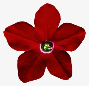 Transparent Petunia Clipart - Red Star Flower Png, Png Download, Free Download
