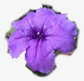 Mexican Petunia, HD Png Download, Free Download