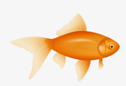 Example Image Of A Fish - Goldfish Clipart, HD Png Download, Free Download
