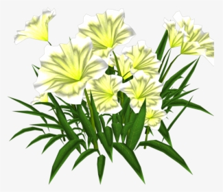 Hymenocallis Speciosa, HD Png Download, Free Download