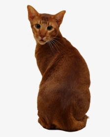 Cat Png - Abyssinian, Transparent Png, Free Download