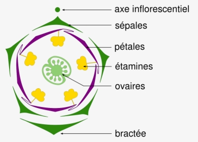 Diagram Floral, HD Png Download, Free Download