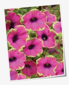 Proven Winners Plant Tag, HD Png Download, Free Download