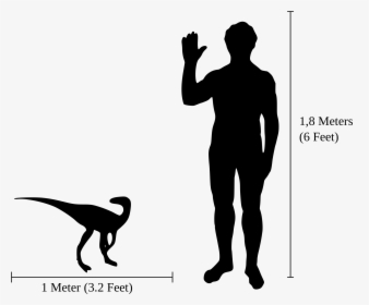 Transparent Scale Png - Cat Compared To Human, Png Download, Free Download