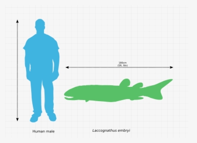 Laccognathus Embryi Scale Comparison - 3 Cubic Meter Bin, HD Png Download, Free Download