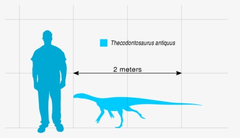 File - Thecodontosaurus Scale - Svg - Ornitholestes - 3 Cubic Meter Skip Bin, HD Png Download, Free Download