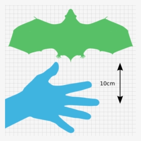 Palaeochiropteryx Scale Comparison - 30 Cm Comparison With A Hand, HD Png Download, Free Download
