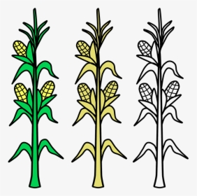 Corn, Field, Agriculture, Plant, Crop, Farm, Farmland - Draw A Corn Stalk, HD Png Download, Free Download