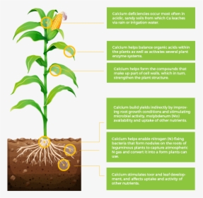 Are As Important To Plant Nutrition As The Primary - Corn Roots Drawing, HD Png Download, Free Download