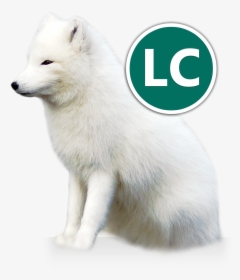 Arctic Fox Icon - Arctic Fox And Owner, HD Png Download, Free Download