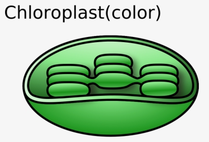 Transparent Chloroplast Png - Chloroplast Clipart, Png Download, Free Download