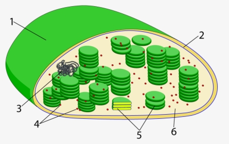 Chloroplast Diagram Not Labeled, HD Png Download, Free Download