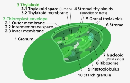 Chloroplast Thylakoid Membrane, HD Png Download, Free Download