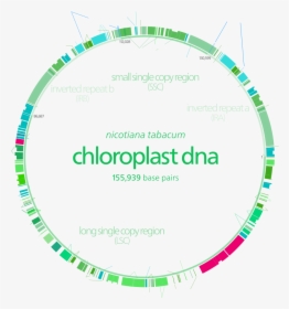 Chloroplasten Dna, HD Png Download, Free Download