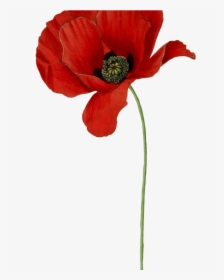 Lest We Forget - Poppy Flower Transparent Background, HD Png Download, Free Download