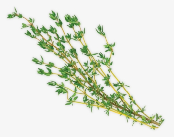 Grass, HD Png Download, Free Download
