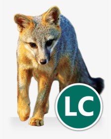 Grey Fox Icon - Grey Fox Transparent, HD Png Download, Free Download