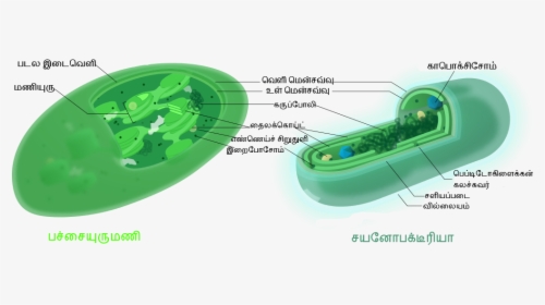 Comparison Ta - Chloroplast And Cyanobacteria Similarities, HD Png Download, Free Download