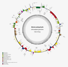 Fig - - Chloroplast Genome, HD Png Download, Free Download