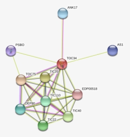 Toc34 Protein - Circle, HD Png Download, Free Download