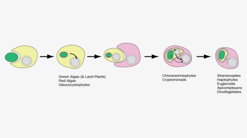 Animation Endosymbiosis Mitochondria, HD Png Download, Free Download