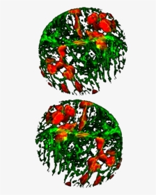 Decorative Image Of Chloroplasts And Mitochondria In - Illustration, HD Png Download, Free Download