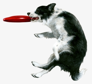 Dog Frisbee White Background, HD Png Download, Free Download