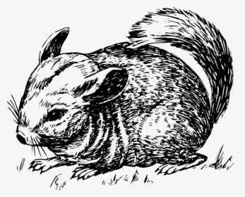 Chinchilla, Furry, Animal, Tail, Grass, Rodent - Chinchilla Drawing Png, Transparent Png, Free Download