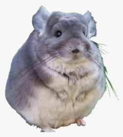 Fat Chinchilla, HD Png Download, Free Download