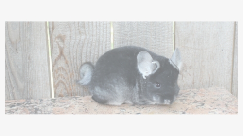 Chinchilla , Png Download - Chinchilla, Transparent Png, Free Download