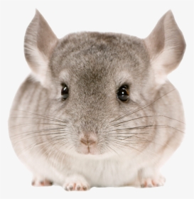 Chinchilla Fact, HD Png Download, Free Download