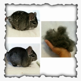 Chinchilla Fur Chewing, HD Png Download, Free Download