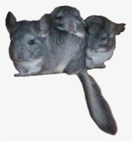#freetoedit #chinchilla #chinchillas - Mouse, HD Png Download, Free Download