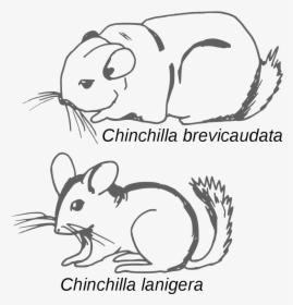 File - Chinchilla - Croquis Comparatif - Svg - Chinchilla - Long Tailed Chinchilla Vs Short Tailed Chinchilla, HD Png Download, Free Download