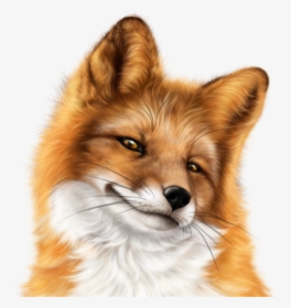 #snarky #fox #face #freetoedit - Tubes Psp Fox, HD Png Download, Free Download