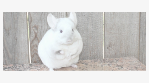 Picture - Chinchilla, HD Png Download, Free Download