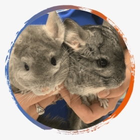 Mouse, HD Png Download, Free Download