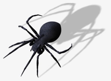 Spider Clipart Arthropod - Spiders Png, Transparent Png, Free Download