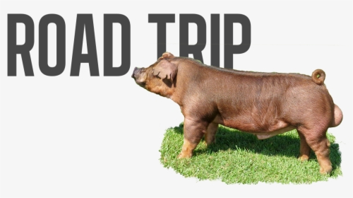 Domestic Pig, HD Png Download, Free Download