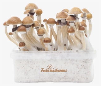 Fresh Mushroom Grow Kit, HD Png Download, Free Download