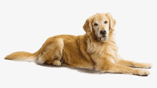 Breed,canidae,golden Dog,sporting Group,snout,labrador - Golden Retriever Transparent Background, HD Png Download, Free Download